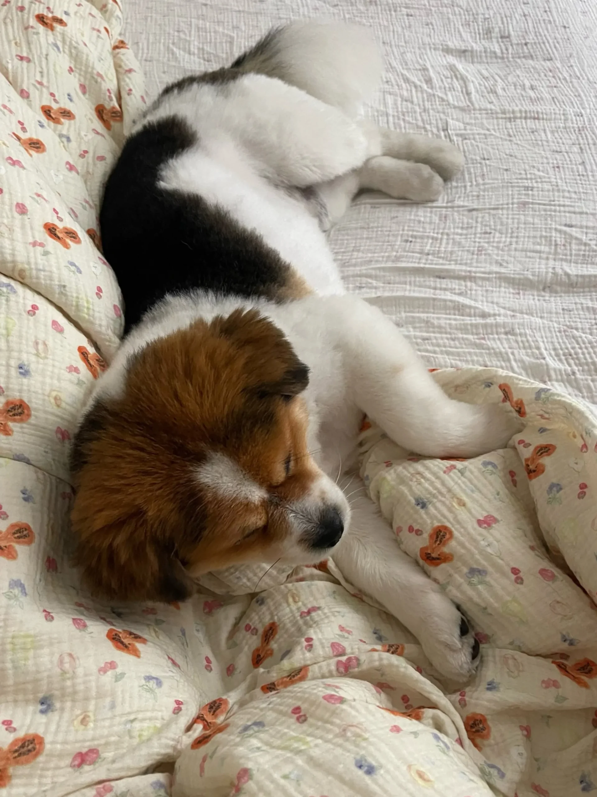 Djerf Avenue Paslakan Frukt Cheap