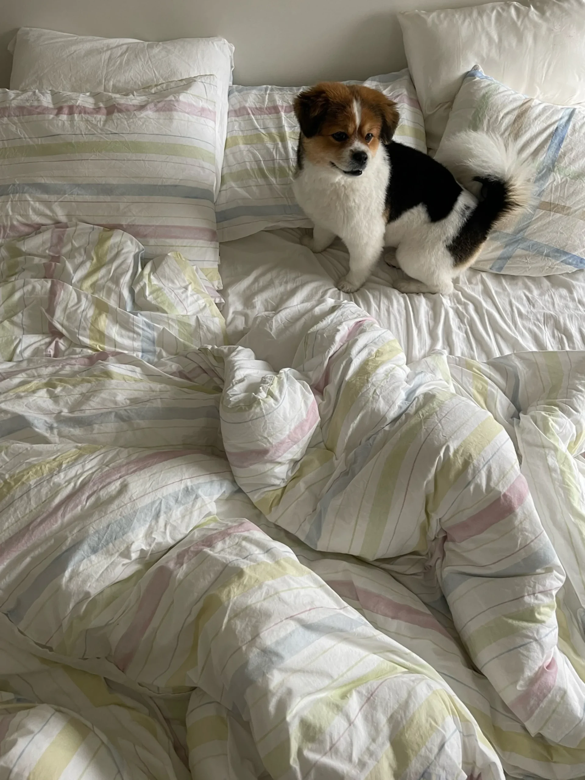 Djerf Avenue Paslakan Summer Rainbow - Singel Best